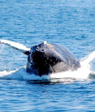 Croisière d’observation des baleines à Boston