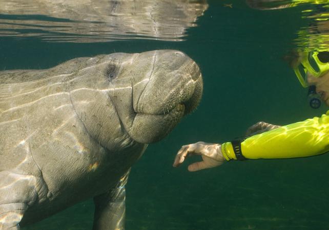 Swim with Wild Manatees – Departing from Crystal River
