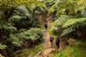 Randonnée guidée dans la forêt de Bélouve & au Trou de Fer - La Réunion