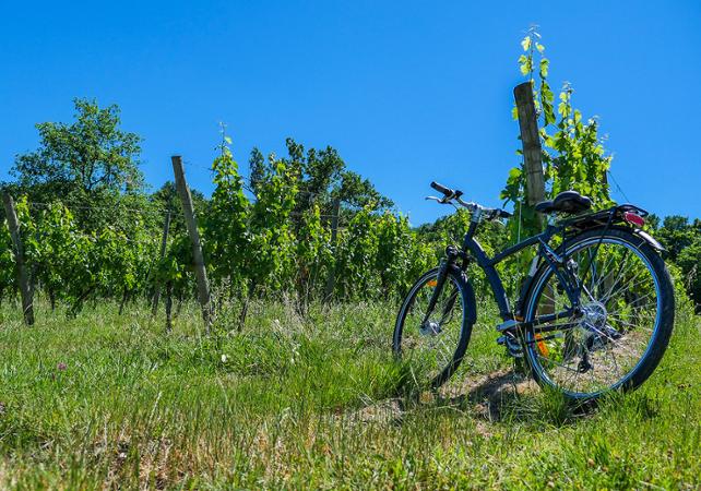 Journée à vélo dans les vignobles de Saint-Emilion et dégustations de vins !