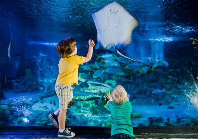 散策クルーズ テムズ川クルーズとロンドン水族館の入場券