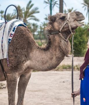 Promenade à dos de chameau dans la Palmeraie et dégustation de thé - Marrakech