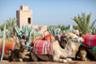 Promenade en dromadaire avec dégustation de thé et Hammam traditionnel - Avec transport - Marrakech