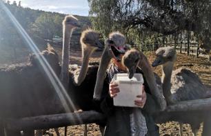 Guided tour of Cango Ostrich Show Farm - Oudtshoorn (Garden Route)