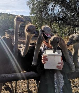 Visite guidée du Parc animalier Cango Ostrich Show Farm – Oudtshoorn (Garden Road)