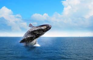 Excursion d'une journée dans la baie de Samaná & Observation des baleines - Au départ de Punta Cana - En français
