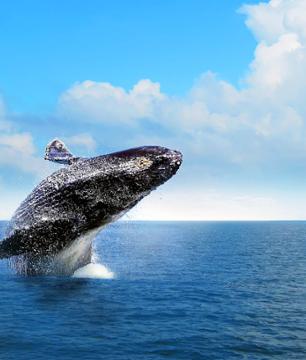 Excursion d'une journée dans la baie de Samaná & Observation des baleines - Au départ de Punta Cana - En français