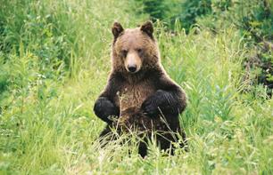 Observation de grizzlis dans les Rocheuses canadiennes – Au départ de Banff