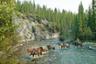Balade à cheval pour cavaliers confirmés dans les Rocheuses canadiennes – Au départ de Banff