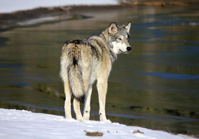 Visite guidée semi-privée d’un sanctuaire de chiens loups - A Cochrane (à 40mn de Calgary / 1h de Banff)