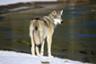 Semi-Private Guided Tour of Wolfdog Sanctuary – In Cochrane (40 mins from Calgary/1hr. from Banff)