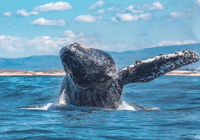 Croisière d'observation de baleines à Monterey
