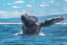 Croisière d'observation de baleines à Monterey