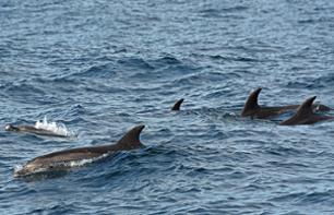 Observação de golfinhos em Gibraltar de barco