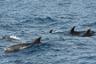 Observation des dauphins en bateau à Gibraltar