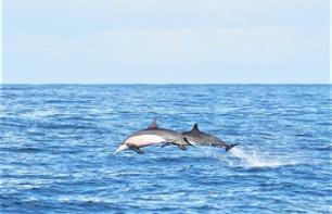 Sortie en bateau & nage avec les dauphins à l'Île Maurice - En français