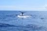 Observation des baleines & Nage avec les dauphins à l'Île Maurice - En Français