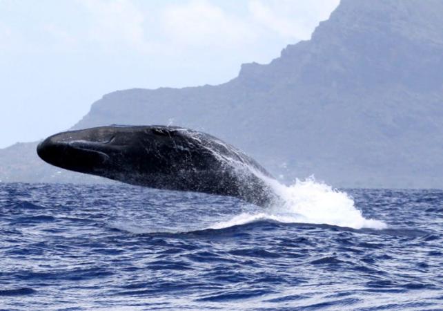 Observation des baleines à l'Île Maurice - En français