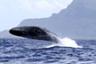 Observation des baleines à l'Île Maurice - En français
