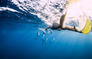 Croisière privatisée d'observation & nage avec les dauphins à l'île Maurice - Déjeuner en option - Au départ de Rivière Noire