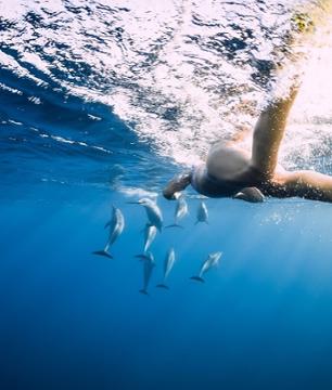 Observation & nage avec les dauphins à l'île Maurice - Croisière privatisée au départ de Rivière Noire