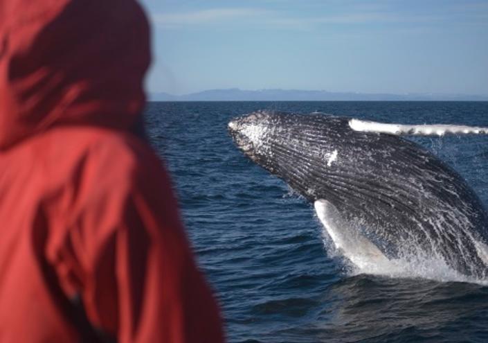 Passeio de observação de baleias com saída de Reykjavík