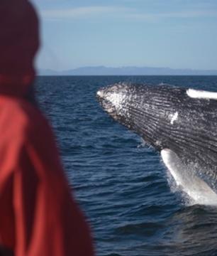 Croisière découverte des baleines – départ de Reykjavik