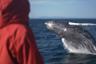 Croisière d'observation des baleines – départ de Reykjavik