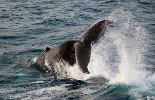 Croisière hivernale à la découverte des baleines – départ de Reykjavik