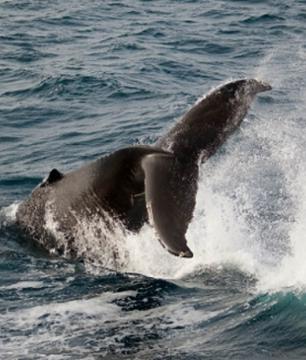 Croisière hivernale à la découverte des baleines – départ de Reykjavik