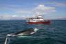 Croisières à la découverte des baleines & macareux – départ de Reykjavik