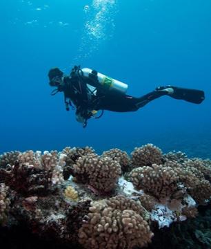 Sessions de plongée sous-marine pour plongeurs certifiés à Bora Bora: 1, 2, 6 ou 10 plongées - Transferts hôtel inclus