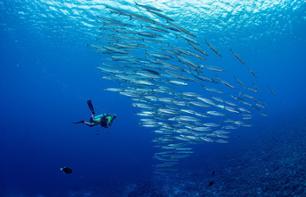 Formation PADI Open Water Diver à Bora Bora: 6 plongées + manuel en ligne + certification + carnet de plongée - Transferts hôtel inclus