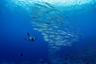 Formation PADI Open Water Diver à Bora Bora: 6 plongées + manuel en ligne + certification + carnet de plongée - Transferts hôtel inclus