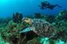 Plongée sous-marine en Martinique - Forfaits 1, 3, 6, 10 ou 15 sites - Au départ des Trois Îlets