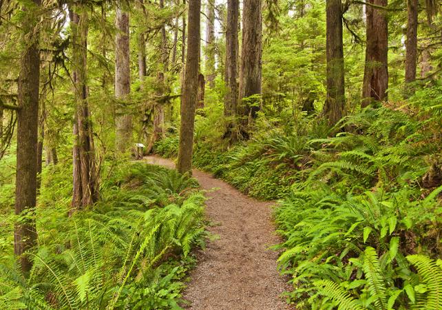 Snowshoe or walking tour in the Olympic National Park 