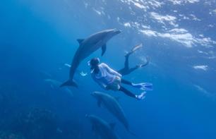 Nadar com os golfinhos - Excursão de 1 dia no Mediterrâneo, saindo de Antibes