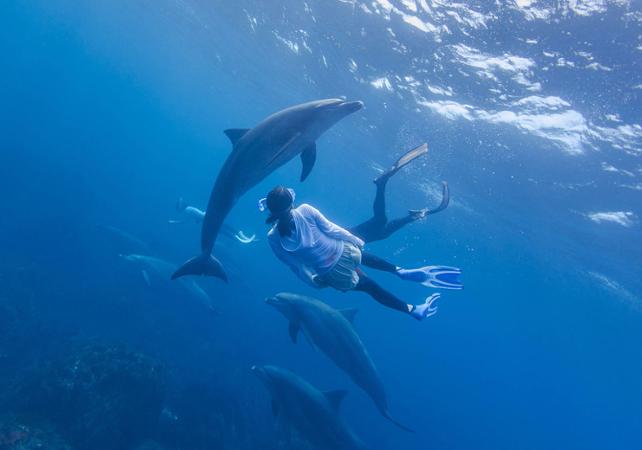 Nage avec les dauphins - Journée d'excursion en Méditerranée - Au départ d'Antibes