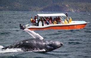 Croisière d'observation des baleines - Au départ de Las Terrenas - En français