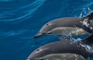 Croisière d'observation des dauphins et animaux marins - En français - Au départ de Faro