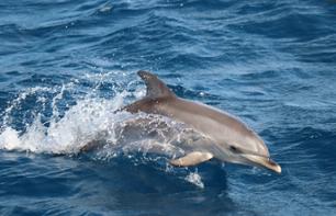Croisière d'observation des dauphins à Fuerteventura - En français