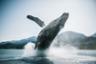 Croisière d'observation des baleines - Au départ de Juneau (Alaska)