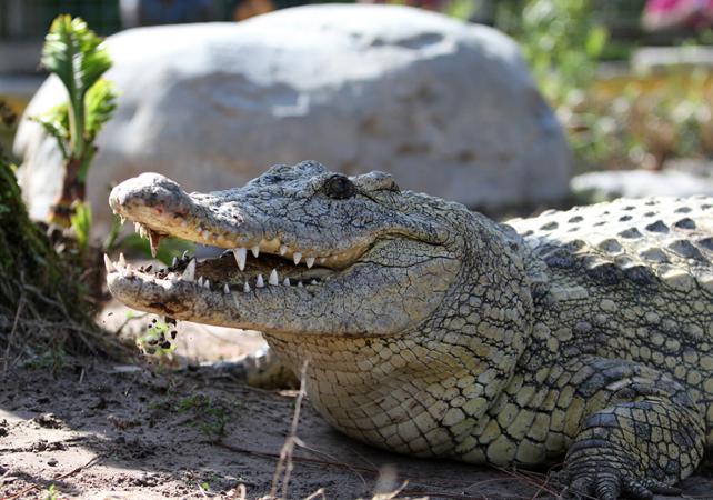 Billet Gatorland - Parc des alligators à Orlando