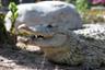 Billet Gatorland - Parc des alligators à Orlando