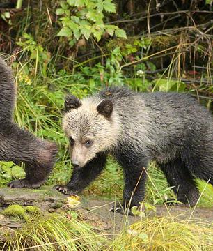 Observation des ours dans la forêt pluviale – 7 jours / 6 nuits en écolodge au départ de Port Hardy