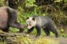 Observation des ours dans la forêt pluviale – 7 jours / 6 nuits en écolodge au départ de Port Hardy