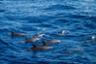 Croisière observation des dauphins et snorkeling au large d'Hurghada - Guide francophone & transferts inclus