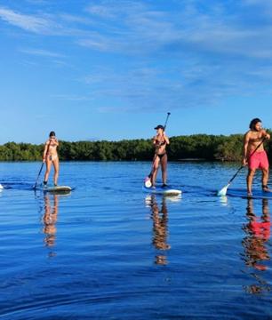 Balade en paddle dans la mangrove guadeloupéenne - Au départ de Morne-à-l'Eau
