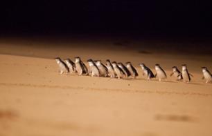 Observation de la « Parade des Pingouins » et découverte de Phillip Island - Au départ de Melbourne