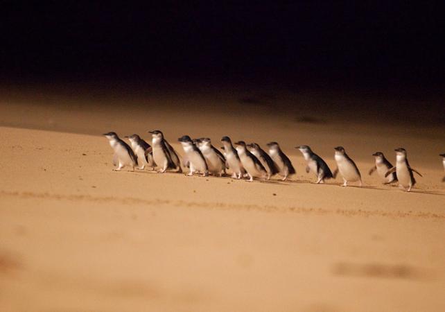 Observation de la « Parade des Pingouins » et découverte de Phillip Island - Au départ de Melbourne